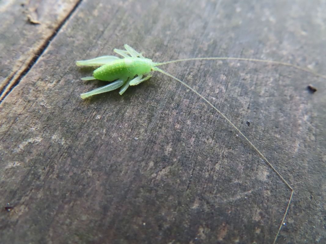 Tettigonia sp.  - Jose Manuel Unanue