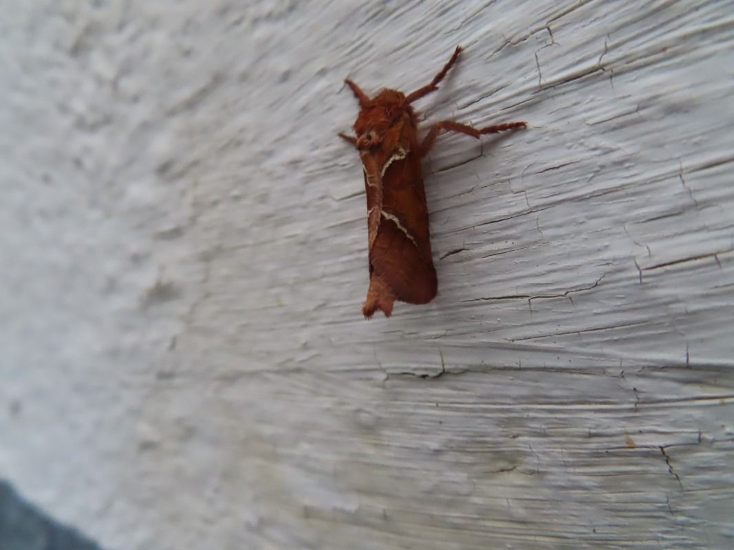 Triodia sylvina  - Jose Manuel Unanue