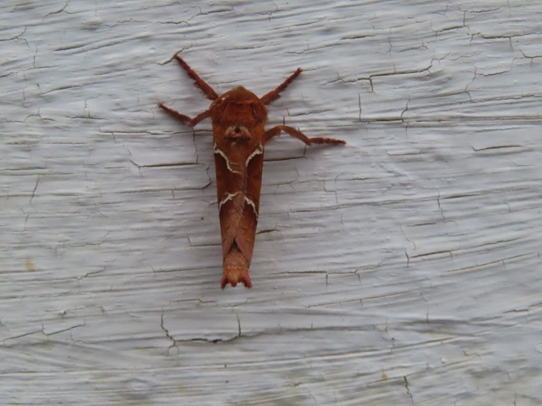 Triodia sylvina  - Jose Manuel Unanue