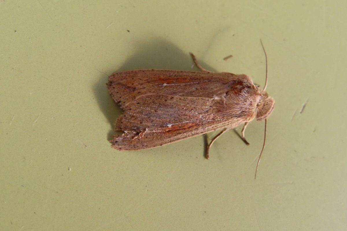 Mythimna vitellina  - Jose Manuel Unanue