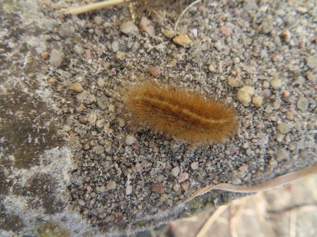 Phragmatobia fuliginosa  - Jose Manuel Unanue