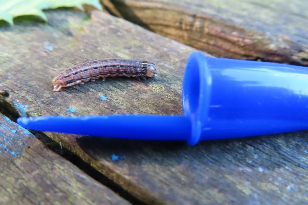 Noctuidae sp.  - Jose Manuel Unanue