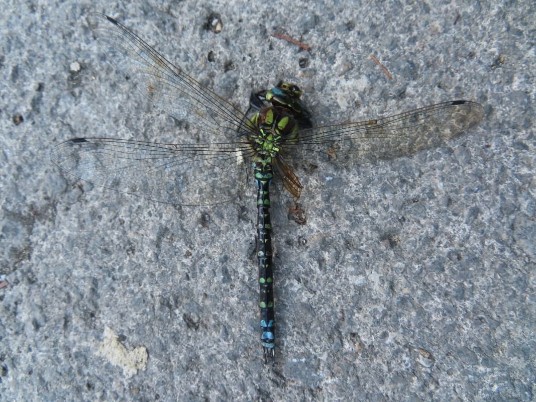 Aeshna cyanea  - Jose Manuel Unanue
