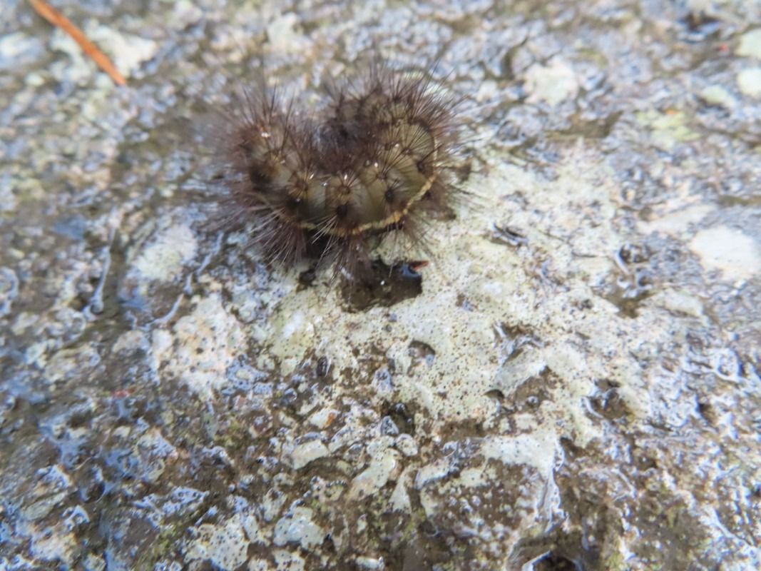Noctuidae sp.  - Jose Manuel Unanue
