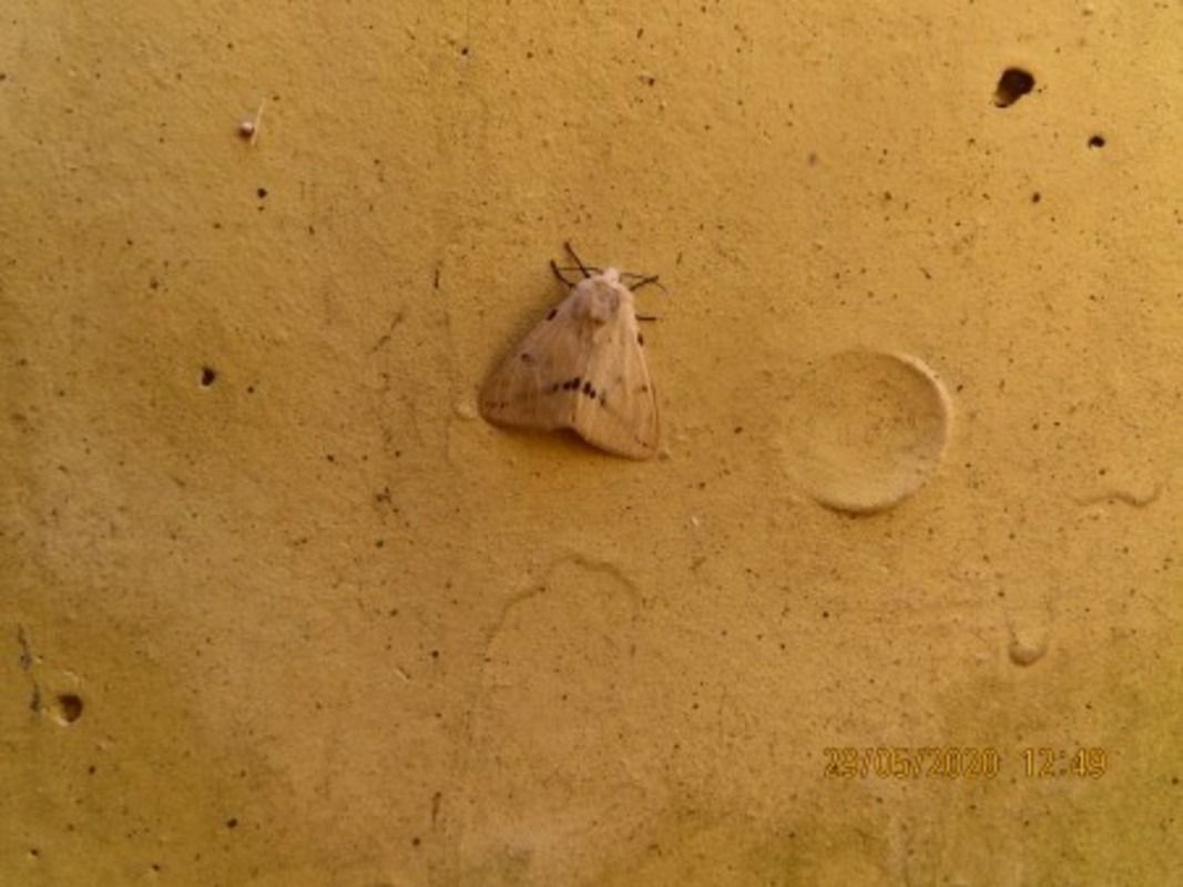 Spilosoma lubricipeda  - Jose Manuel Unanue