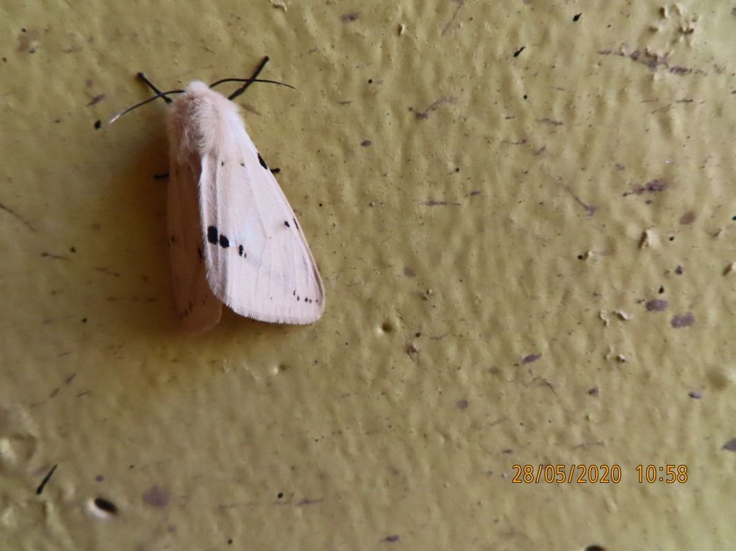 Spilosoma lubricipeda  - Jose Manuel Unanue