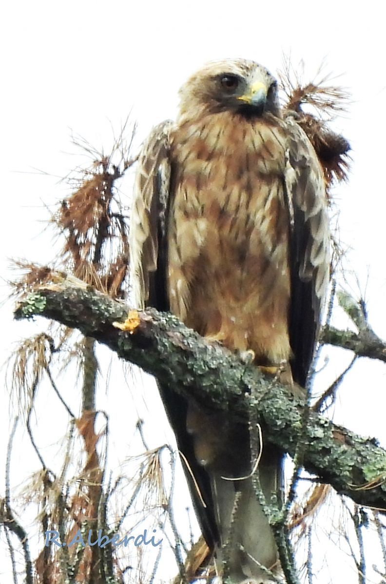 Arrano txikia  - Roberto Alberdi