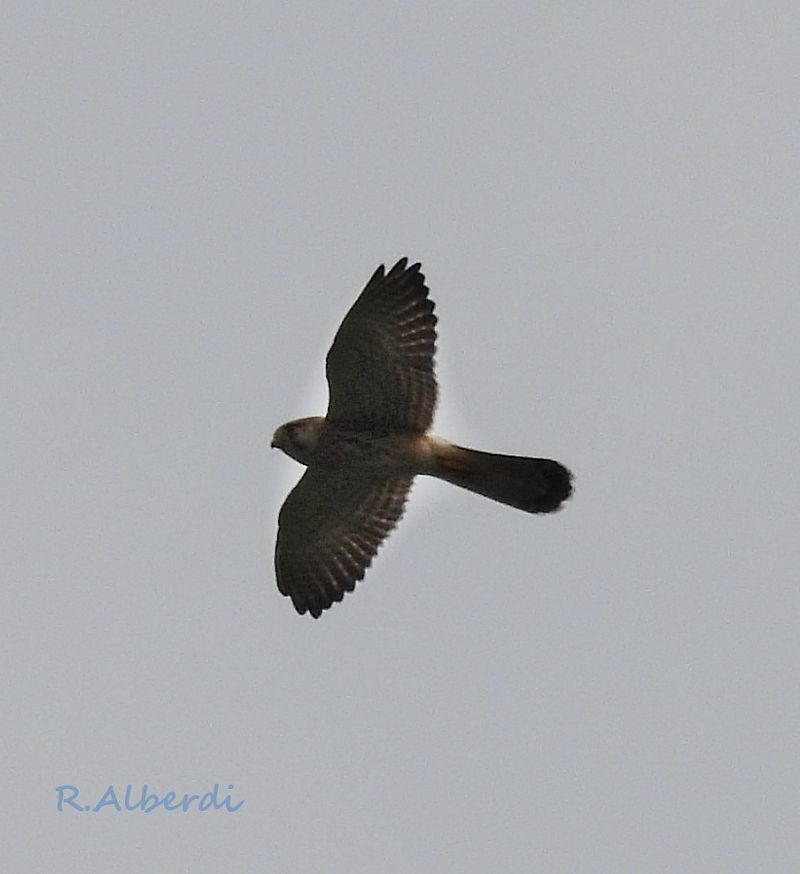 Belatz gorria  - Roberto Alberdi
