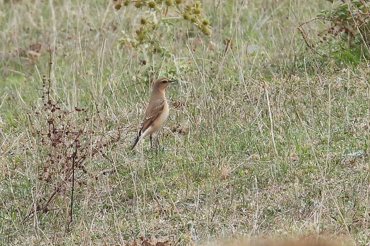 Northern Wheatear  - Juana Oyanguren