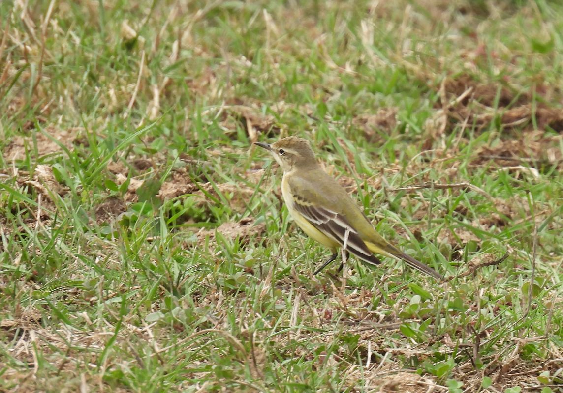 Motacilla flava iberiae  - Juana Oyanguren