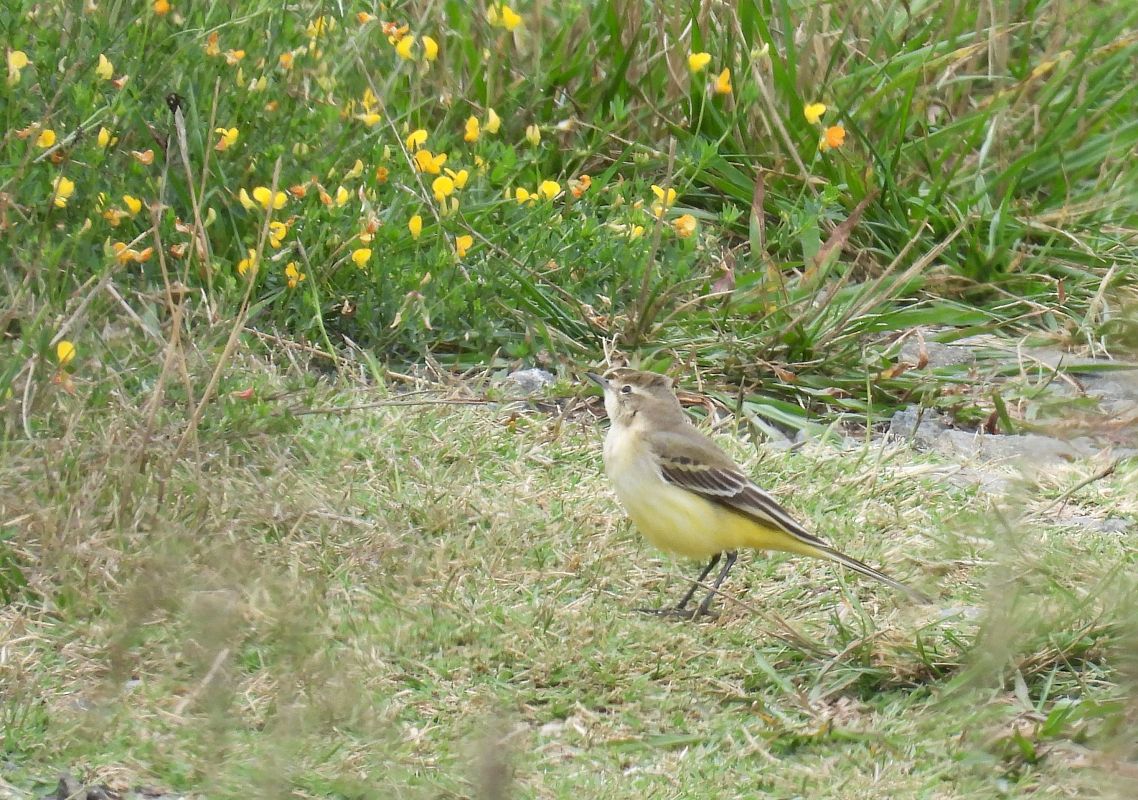 Motacilla flava iberiae  - Juana Oyanguren