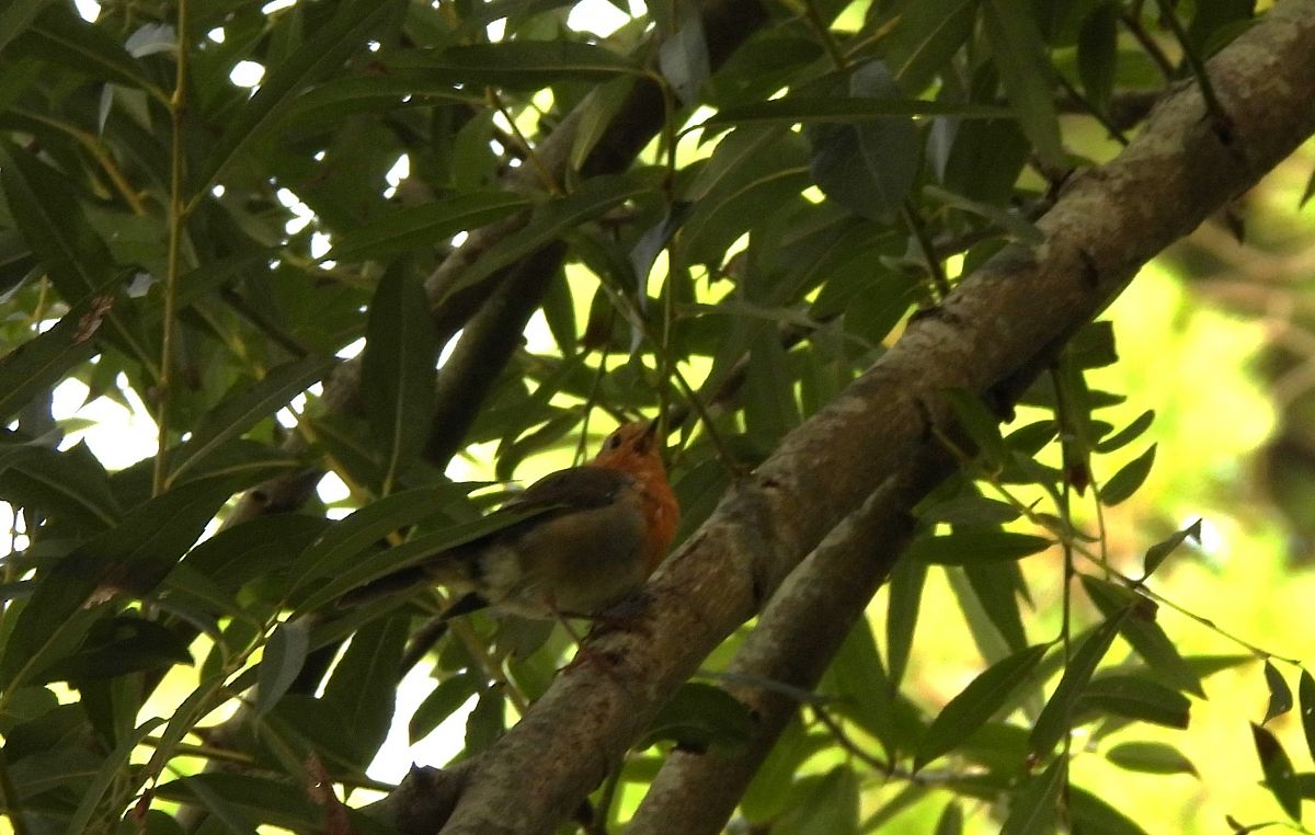 Txantxangorria  - Juana Oyanguren