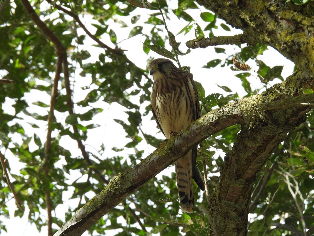 Belatz gorria  - Juana Oyanguren