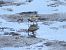 Txirri arrunta (Calidris alpina) © Alfredo Herrero
