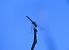 Trithemis annulata © Alfredo Herrero