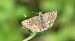 Pyrgus sp. © Serafín Alarcón