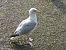 Goéland argenté (Larus argentatus) © Serafín Alarcón