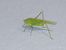 Phaneroptera nana © Serafín Alarcón