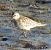 Calidris bairdii © José F. Esparcia