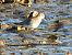 Calidris bairdii © José F. Esparcia