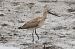 Kuliska gorria (Limosa lapponica) © Joseba Amenabar