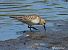 Calidris bairdii © Alfredo Valiente