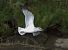 Larus delawarensis  - Ivan Sarabia
