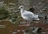 Larus delawarensis  - Ivan Sarabia