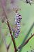 Papilio machaon © Joseba Otaegi