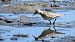 Calidris bairdii  - David Santamaría