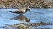 Correlimos de Baird (Calidris bairdii) © David Santamaría