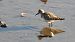 Calidris bairdii  - David Santamaría
