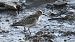 Calidris bairdii © David Santamaría