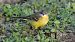 Lavandera boyera (ssp. iberiae) (Motacilla flava iberiae) © Kepa Aldama