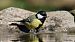 Kaskabeltz handia (Parus major) © Kepa Aldama