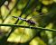 Orthetrum coerulescens  - Juan Carlos Palacios