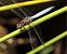 Orthetrum coerulescens © Juan Carlos Palacios