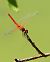Sympetrum fonscolombii © Juan Carlos Palacios