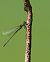 Chalcolestes viridis © Juan Carlos Palacios