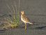 Buff-breasted Sandpiper - Manu Reyes