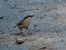 Garrapoa (Sitta europaea) © Jose Manuel Unanue