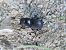 Dorcus parallelipipedus © Jose Manuel Unanue
