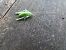 Tettigonia sp.  - Jose Manuel Unanue