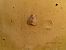 Spilosoma lubricipeda  - Jose Manuel Unanue
