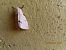 Spilosoma lubricipeda © Jose Manuel Unanue