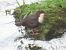Ur-zozoa (Cinclus cinclus) © Jose Manuel Unanue