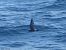 Wilson's Storm Petrel - Aitor Urrutia