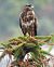 Zapelatz arrunta (Buteo buteo) © Roberto Alberdi