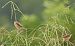 Ihi-txoria (Cisticola juncidis) © Roberto Alberdi
