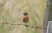 European Stonechat (Saxicola rubicola) © Juana Oyanguren